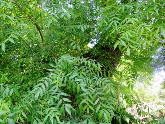 Fraxinus angustifolia - frêne à feuilles étroites Img_4916