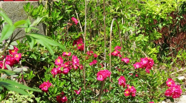 Rosier buisson simple rose vif [identification] Img_5210