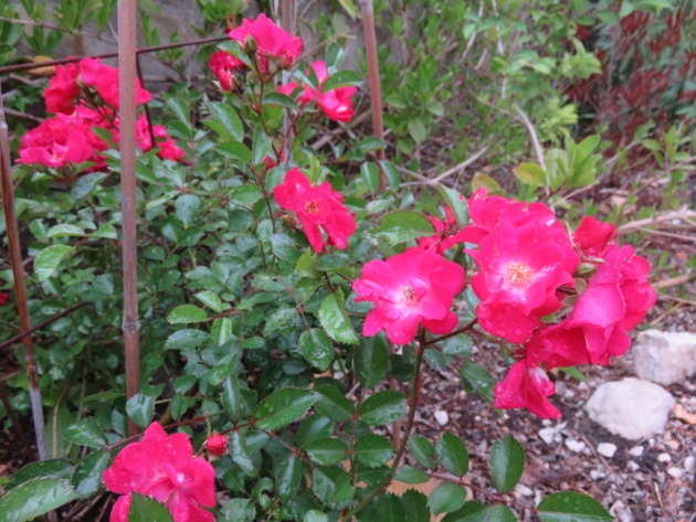 Rosier buisson simple rose vif [identification] Img_5211