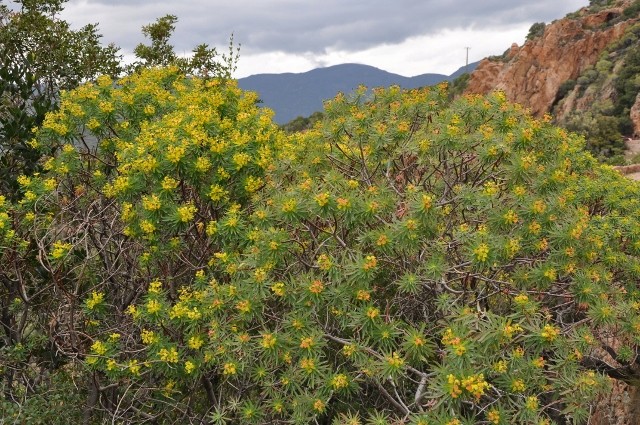 Euphorbia dendroides - euphorbe arborescente Mai_2014