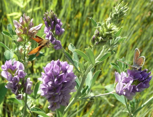 Medicago sativa - luzerne commune  Rimg5410