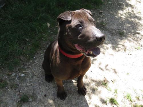 Ixo xsharpei 4 ans 1/2 Refuge Lyon-Marennes  32572511