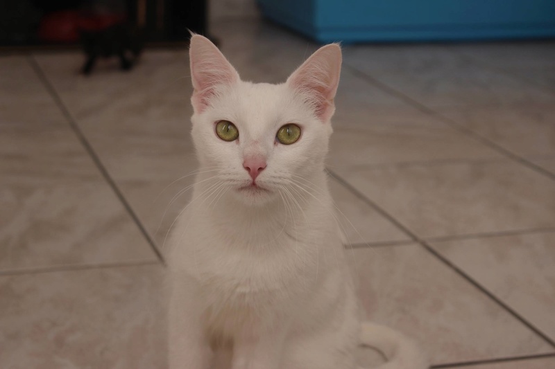 Neige, 1 an, gentille chatte câline à adopter (07) 17379710