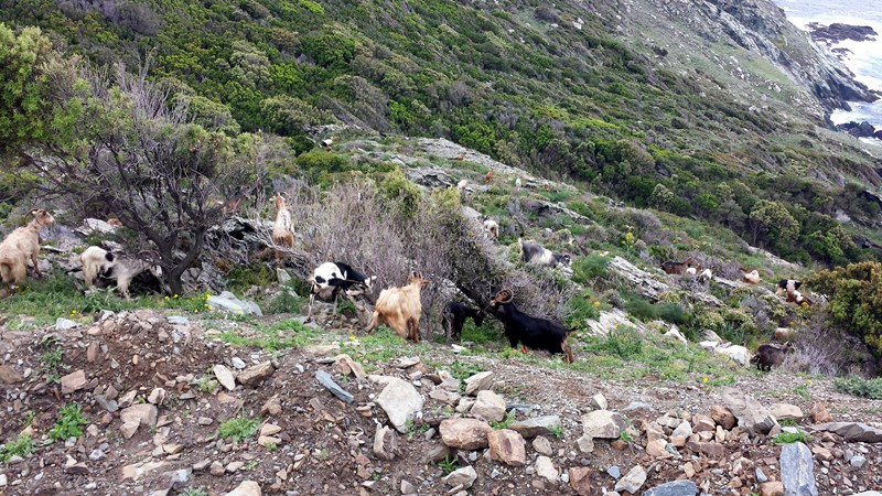 La Corse Mai 2014 8510