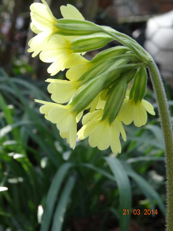 Erste Frühlingsboten im Garten und in Wald und Flur - Seite 12 Frahli12