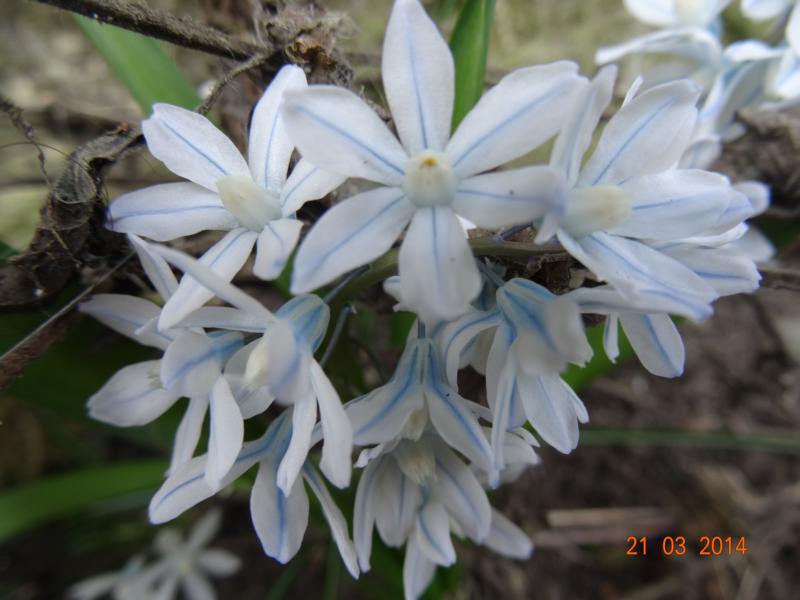 Erste Frühlingsboten im Garten und in Wald und Flur - Seite 12 Frahli14