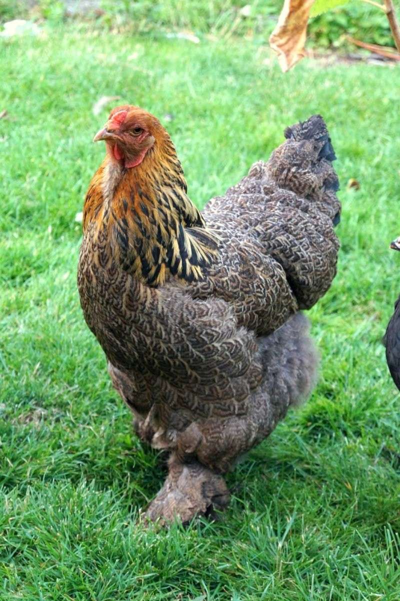 LES POULES ET L'ENVIRONNEMENT - Page 3 Dsc00410