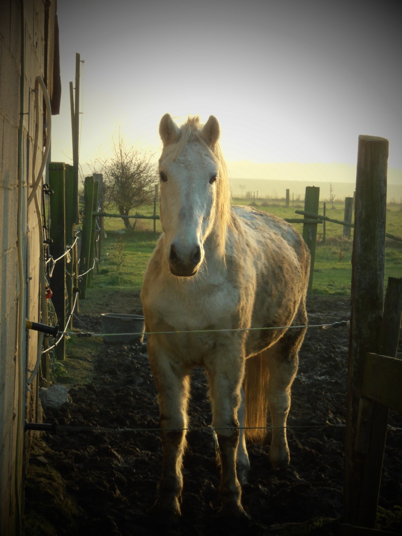 Zodry, le cheval de ma mère Pb160010