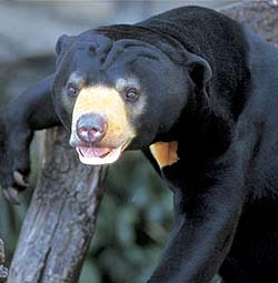 mojo - Mojo Fun NEW for 2014: SUN BEAR - Page 2 20610