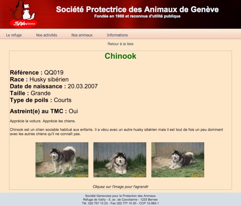 Chinook Husky x Malamute (m) poil long Ok les chiens REFU SUISSE ADOPTE Captur13