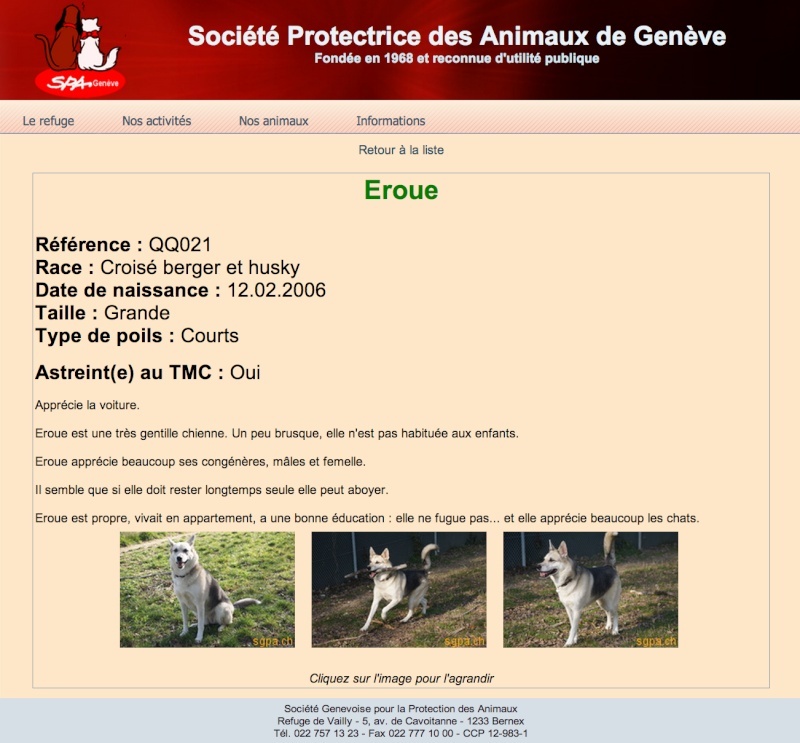 EROUE, BERGER X HUSKY, gentille chienne née le 12.02.2006 REFU Suisse ADOPTEE Eroue10