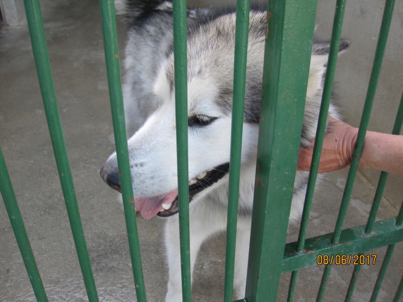 JUDE malamute née le 7/7/2015 Jude_210