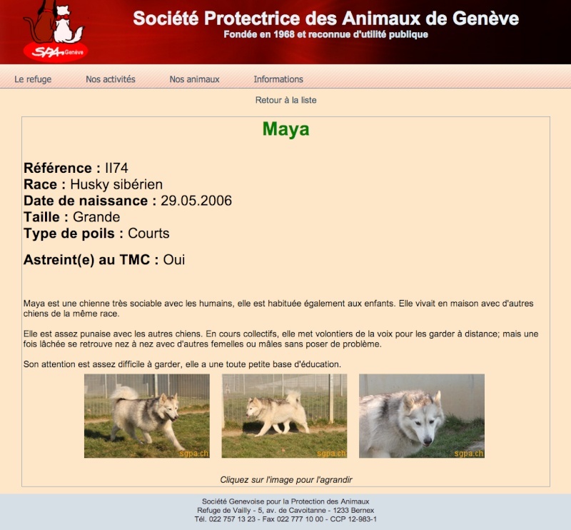 MAYA, HUSKY, gentille, pas de chats née le 29.05.2006 REFU Suisse ADOPTé Maya10