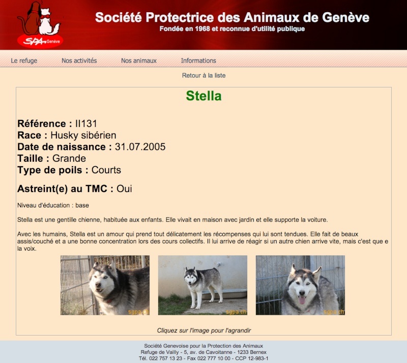 STELLA, HUSKY, gentille née le 31.07.2005 REFU SUISSE ADOPTEE Stella10