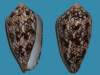 Cylindrus textile (Linnaeus, 1758) I0001810
