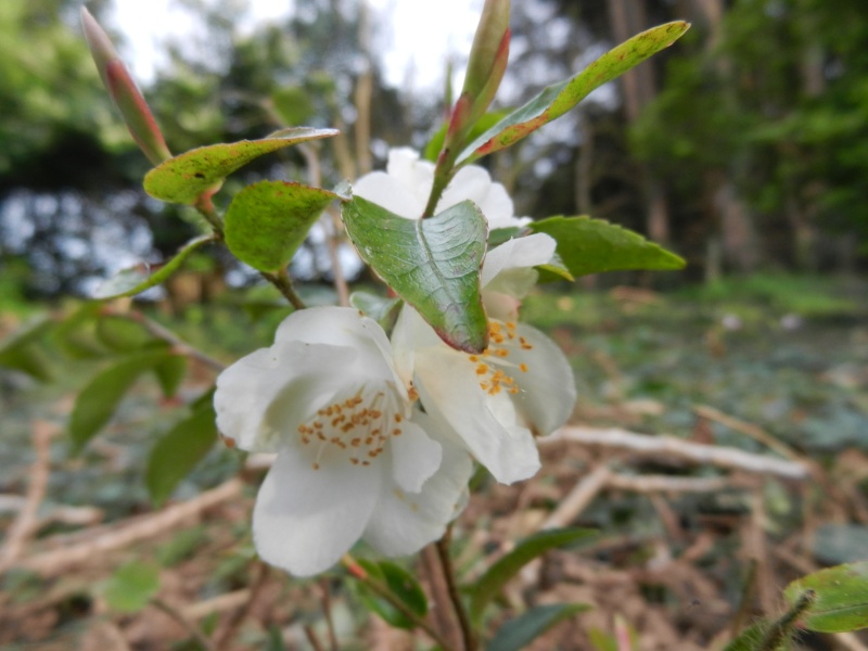 Les Camellias saison 2013-2014 - Page 13 02114