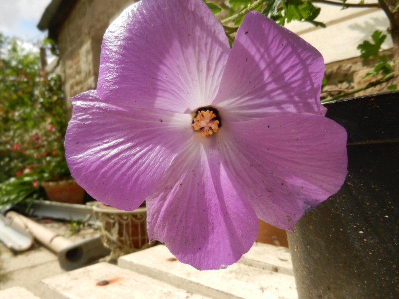 Je me suis achetée un hibiscus, quel est son nom ? Alyogi10