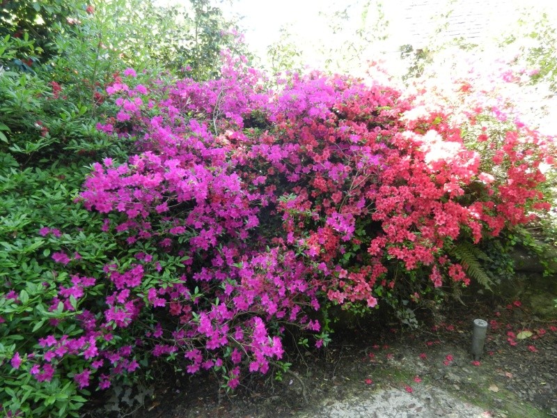 Rhododendron - espèces, variétés, floraisons - Page 2 Azalae27