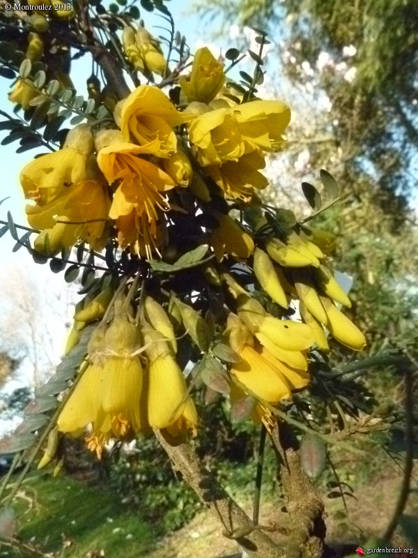 Sophora japonica - Styphnolobium japonicum, culture, entretien, variétés Sophor10