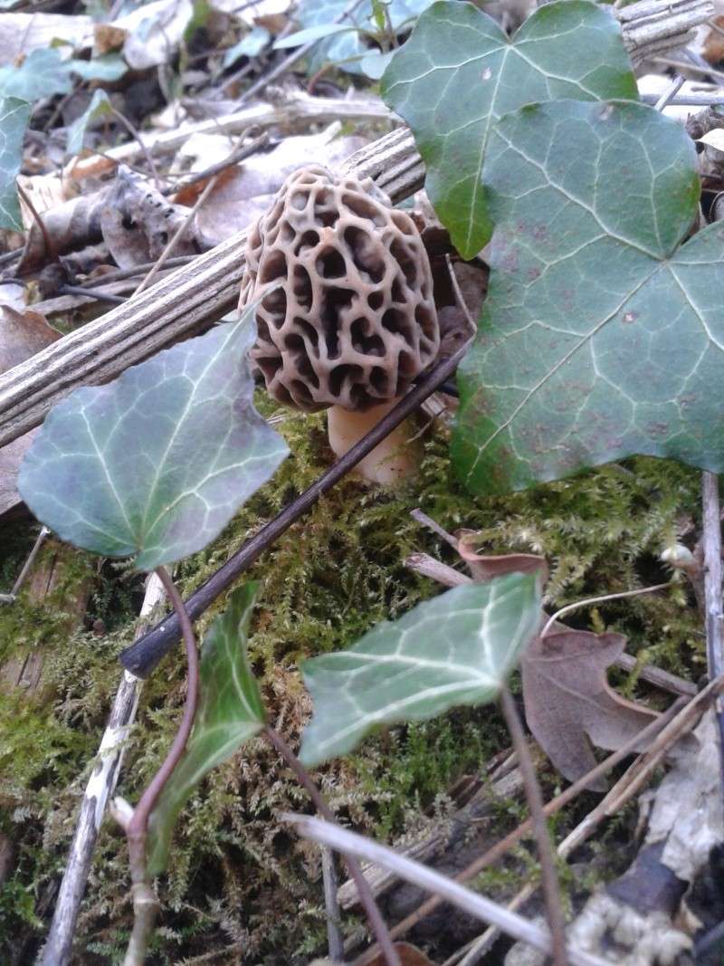 Les champignons , ( girolles , cèpes , morilles ) etc ...  - Page 20 20140315