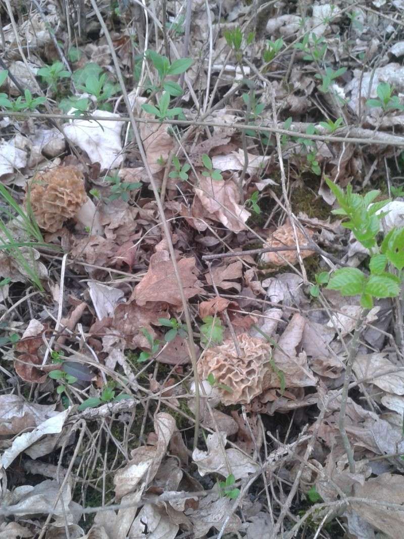 Les champignons , ( girolles , cèpes , morilles ) etc ...  - Page 22 20140417