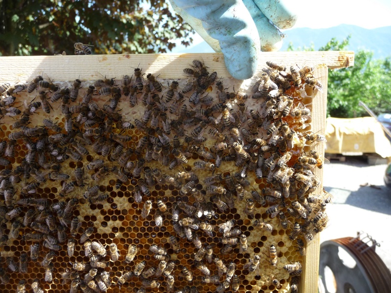 ABEILLES  APICULTURE Image35