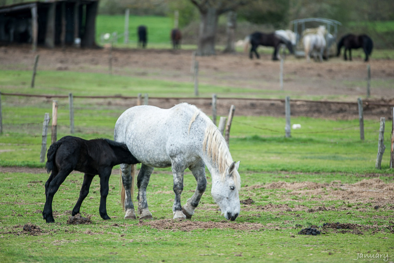 Photos de mes virées en Sarthe Perche10