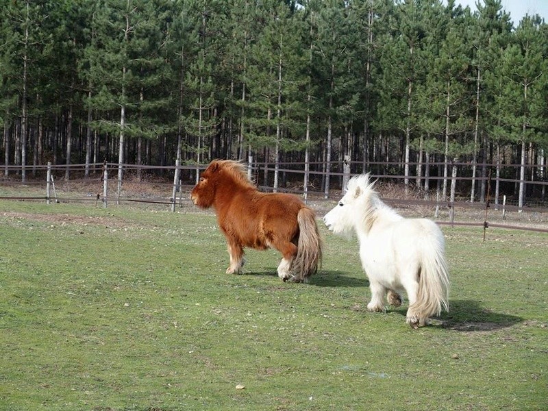 Poly, shet 11 ans (FA Lubberd) à adopter avec Neige !  - Page 6 16865110