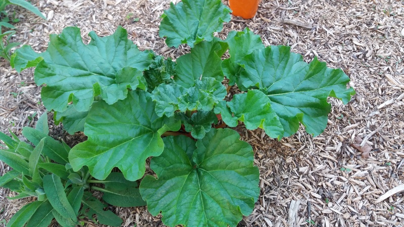 rhubarbe 20170415