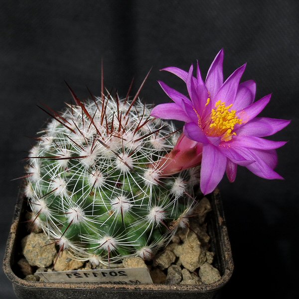 Mammillaria deherdtiana Mammil16