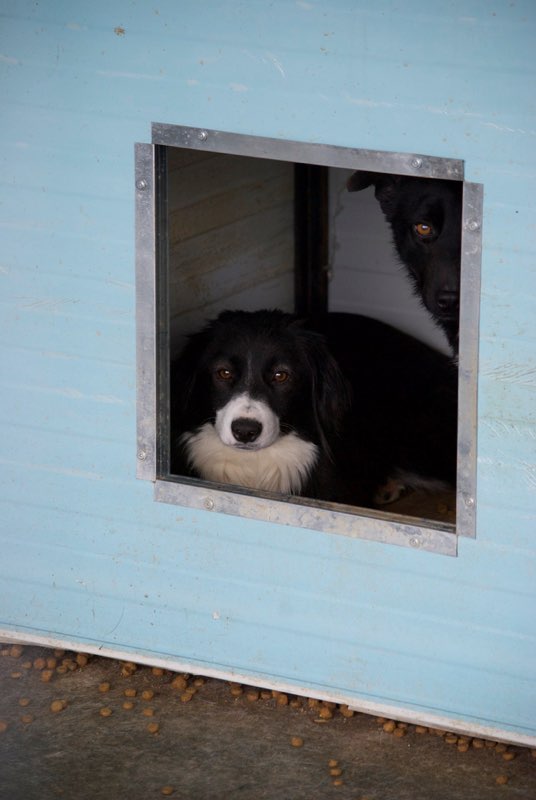 BELLE (ex BELLATRIX) - jeune femelle croisée border collie née en 2015 - adoptée par Chemsikk (88) Bellat11