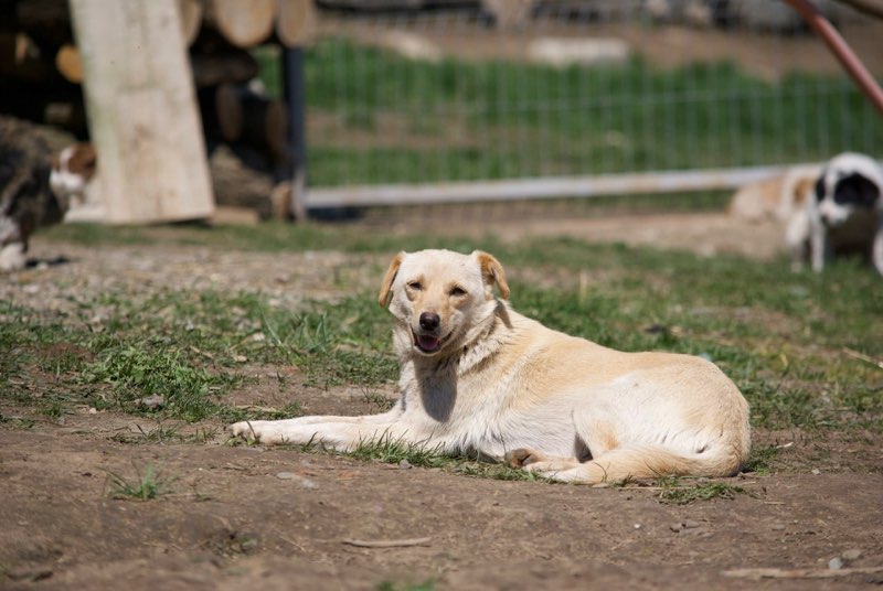 FEELING - femelle croisée labrador taille petite à moyenne née environ avril 2015 - REMEMBER ME LAND - Adoptée par Magali (68) Feelin16