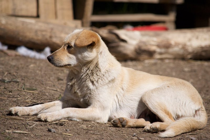 FEELING - femelle croisée labrador taille petite à moyenne née environ avril 2015 - REMEMBER ME LAND - Adoptée par Magali (68) Feelin17