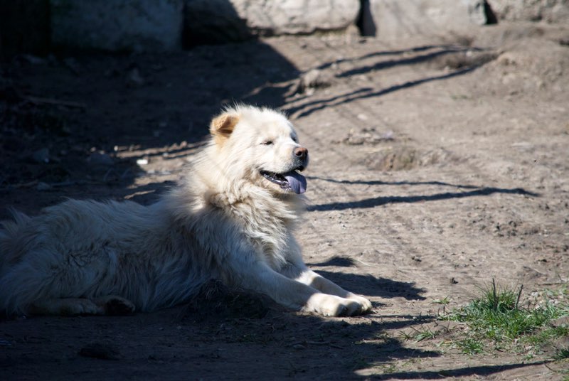 OURSS - mâle Chow Chow de taille moyenne, né en 2015 - (Pascani) REMEMBER ME LAND-adopté en Roumanie  Ourss10