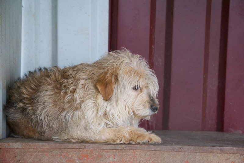 SOKETTE (ex RAIZER), femelle, croisée griffon, née environ en fevrier 2015, taille petite à moyenne (Pascani) - Adoptée par Valérie en Belgique - Page 3 Raizer11