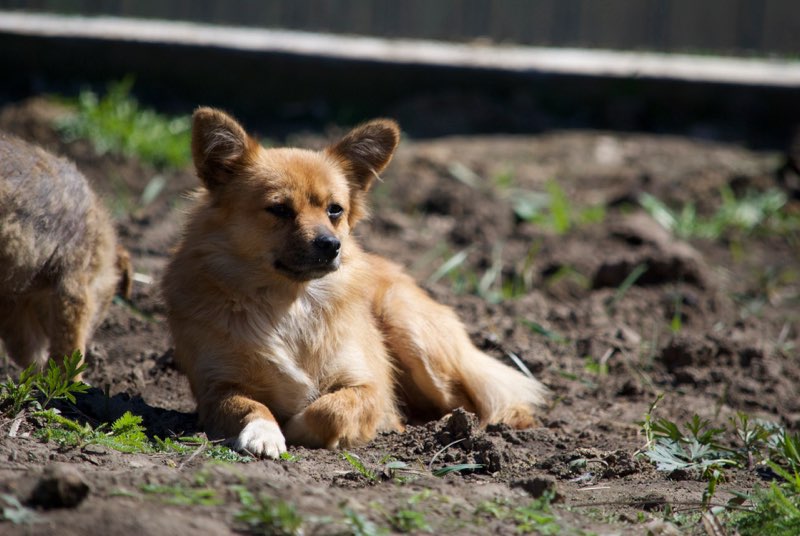 SIERRA - femelle croisée papillon née en 2016 - REMEMBER ME LAND - adoptée par Noemie (30) Sierra17