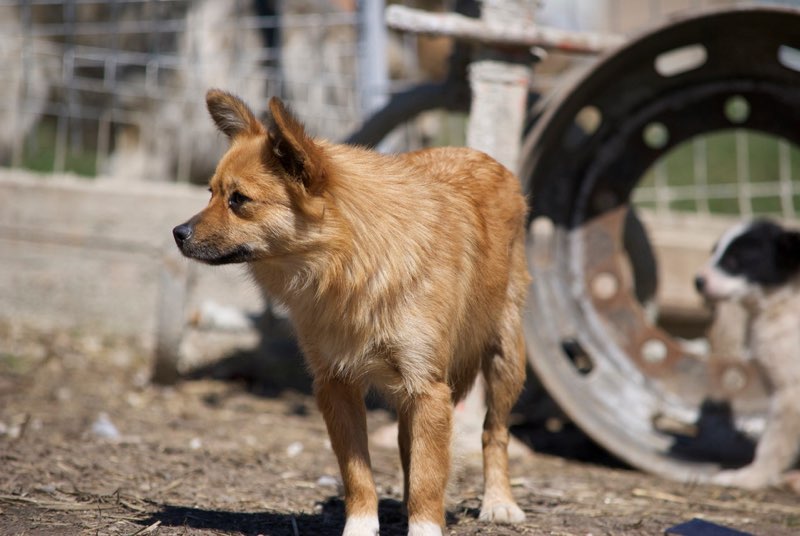 SIERRA - femelle croisée papillon née en 2016 - REMEMBER ME LAND - adoptée par Noemie (30) Sierra18