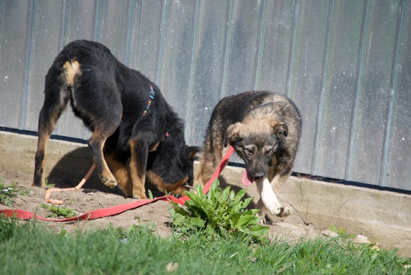 SIOUX - mâle croisé de taille petite à moyenne adulte , né env octobre 2016 (Vaslui) - adopté par Rémi (Belgique) Sioux510