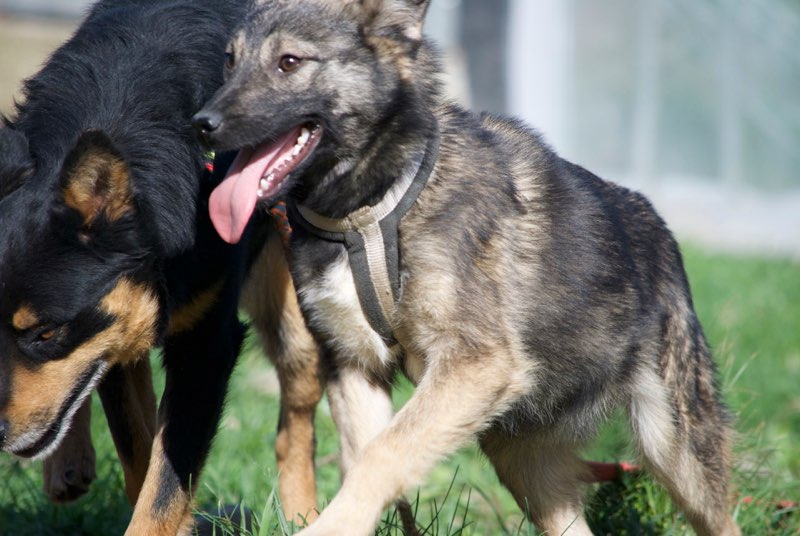 SIOUX - mâle croisé de taille petite à moyenne adulte , né env octobre 2016 (Vaslui) - adopté par Rémi (Belgique) Sioux610