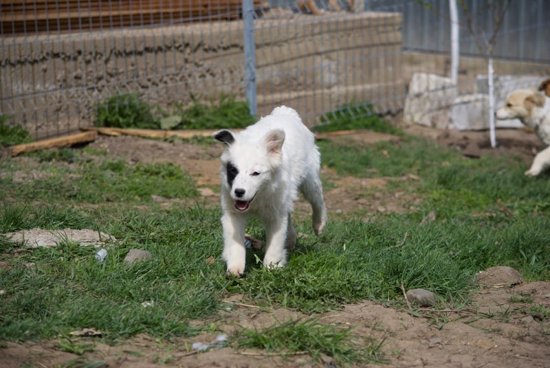 XENA - femelle - née environ en décembre  2016 - En FA chez Corinne67 - adoptée par Marie Louise et Yvon (68) Xena1010