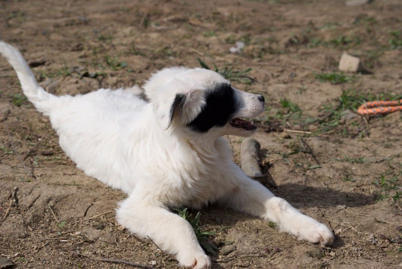 XENA - femelle - née environ en décembre  2016 - En FA chez Corinne67 - adoptée par Marie Louise et Yvon (68) Xena910