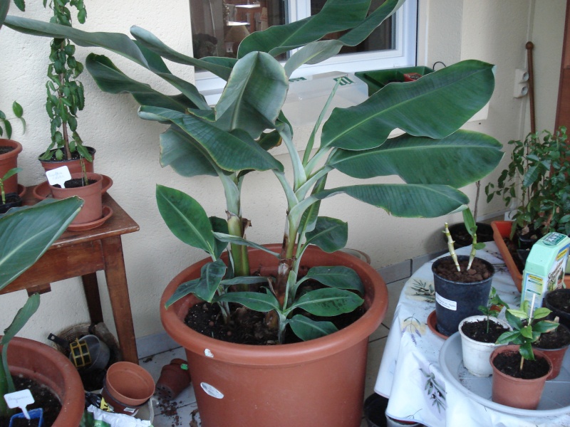 Le temps, le jardinier et ses plantes 02312