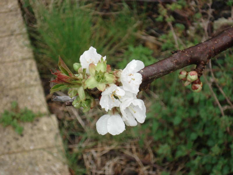 quelques fleurs du jardin en ce dernier jour de mars Dsc01026