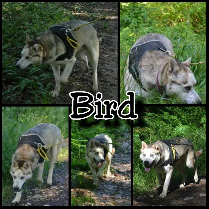 BIRD 12  ans (aveugle) et TAYLIA 5 ans - huskys - Asso Eden Valley (39) Bird_m10