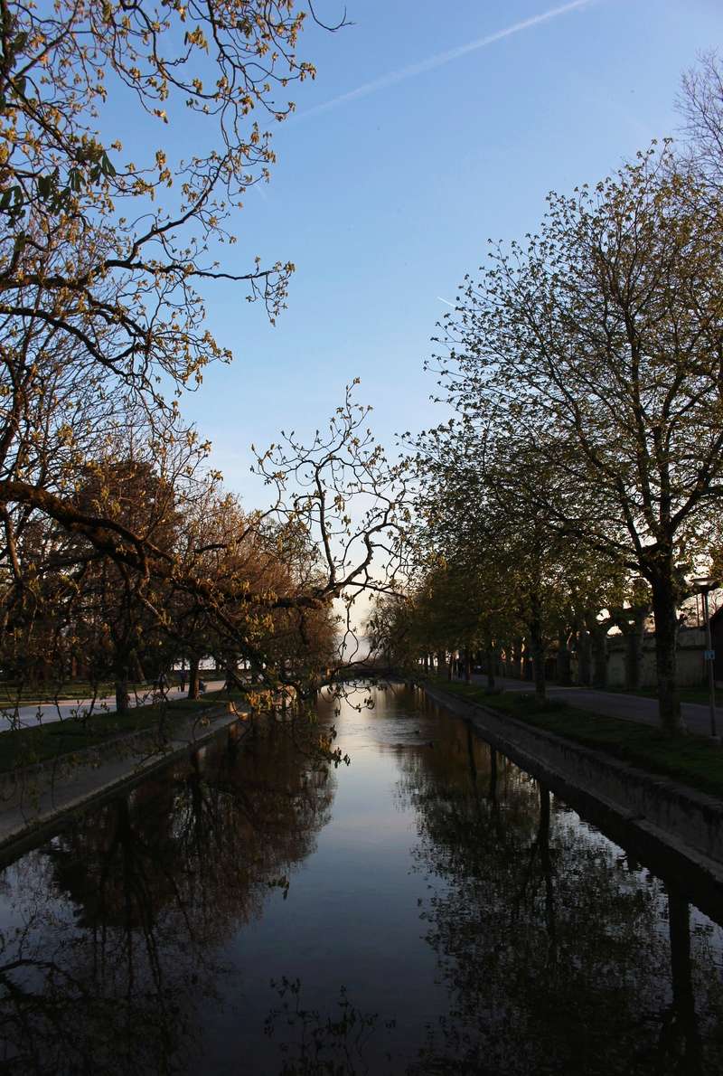photo challenge avril Trees10