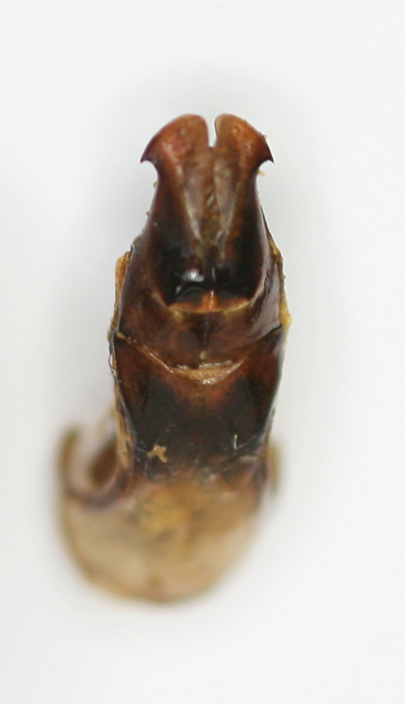 [Taeniodera nigrithorax] Cétoine des Célèbes 2 Ceto_s12