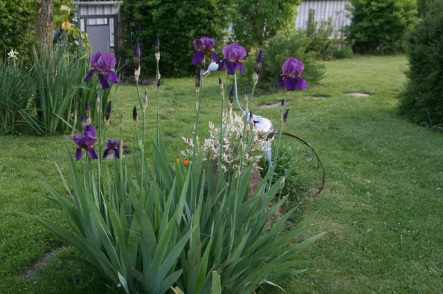 petit tour du jardin 2017 Img_0725