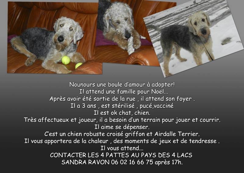 Nounours,  airedale terrier /griffon, 3 ans  A28