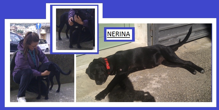 URGENCE 5 jeunes chiens Nerina10