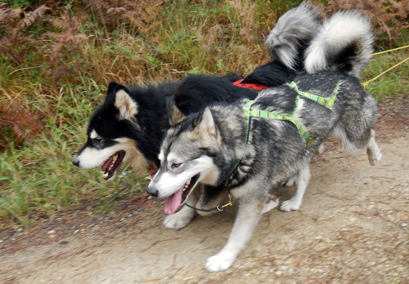 TRAINING DANS LA FORET DE RAMBOUILLET2013 Trot10